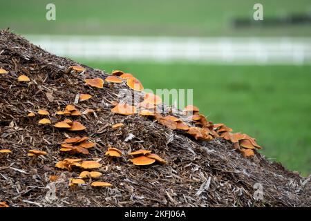 Eine große Truppe von Polypore-Pilzen (Meripilus giganteus), die auf einem Misthaufen wächst Stockfoto