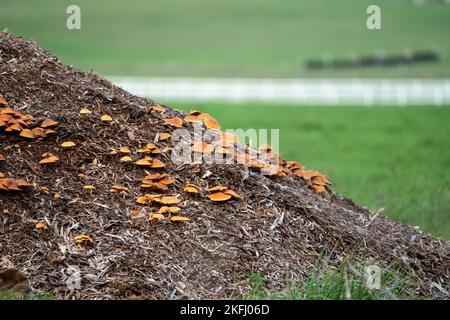 Eine große Truppe von Polypore-Pilzen (Meripilus giganteus), die auf einem Misthaufen wächst Stockfoto