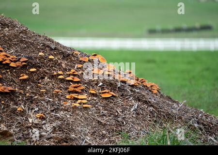 Eine große Truppe von Polypore-Pilzen (Meripilus giganteus), die auf einem Misthaufen wächst Stockfoto