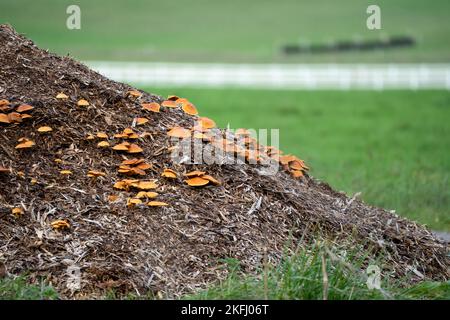 Eine große Truppe von Polypore-Pilzen (Meripilus giganteus), die auf einem Misthaufen wächst Stockfoto