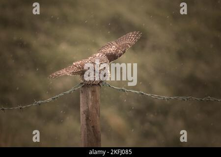 Kleine Eule saß auf einem Zaunpfahl mit Stacheldraht. Kämpfen und balancieren gegen Wind und Regen mit ausgefahrenen Flügeln. Grüner unscharfer Hintergrund. Stockfoto