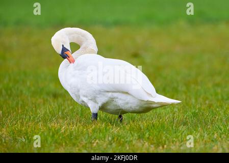 Stumme Schwan-Vorschufffedern (Cygnus olor) Stockfoto