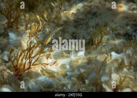 Nahaufnahme von braunen Wasserpflanzen und weißen Muscheln auf dem Meeresboden unter Wasser im Meer Stockfoto