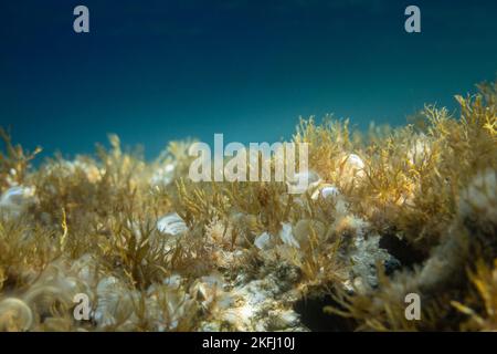 Nahaufnahme von weißen Muscheln inmitten von Pflanzen, die auf dem Meeresboden im tiefblauen Meer wachsen, Stockfoto