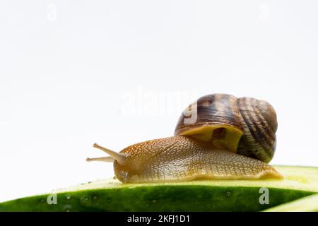 Große Traubengartenschnecke Helix pomatia sitzt und frisst Gurke. Ein Ort für Text auf weißem Hintergrund. Stockfoto