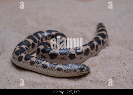 Eine Nahaufnahme der kenianischen Sandboa (Gongylophis colubrinus), die auf einem Sand kriecht Stockfoto