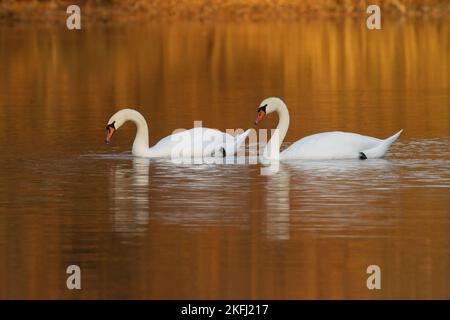 Höckerschwäne am See Stockfoto