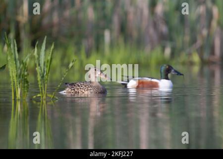 shoveler Entenpaar Stockfoto