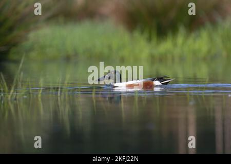 shoveler Ente schwimmt auf dem Meer Stockfoto