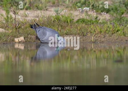 Standing Stock Dove Stockfoto