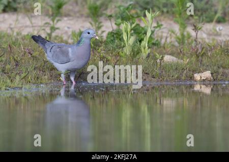 Standing Stock Dove Stockfoto