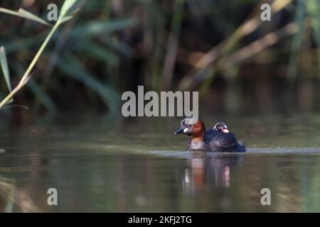 Schwimmende Dabchicks Stockfoto