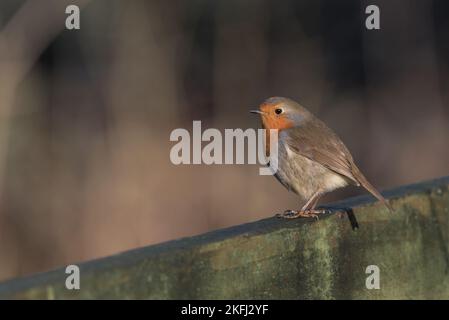 Wunderschönes Rotkehlchen auf einem Holzzaunbalken. Brauner, unscharfer Hintergrund. Lateinischer Name: Erithacus rubecula Stockfoto