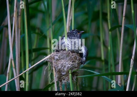 Gewöhnlicher Kuckuck im Nest eines eurasischen Schilfrohrsänger Stockfoto