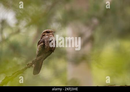 Eurasischer Nachtschwalbe Stockfoto