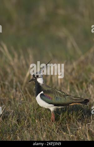 Stehend mit Kiebitz Stockfoto