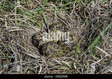 Kiebitz-Eier Stockfoto