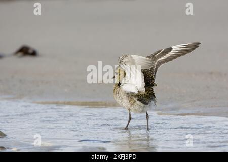 Golden Plover im Wasser Stockfoto