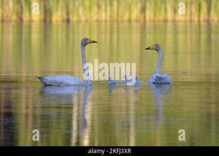 Singschwäne Stockfoto