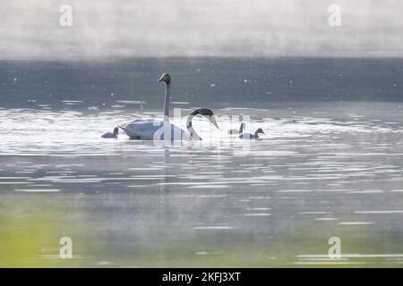 Singschwäne Stockfoto