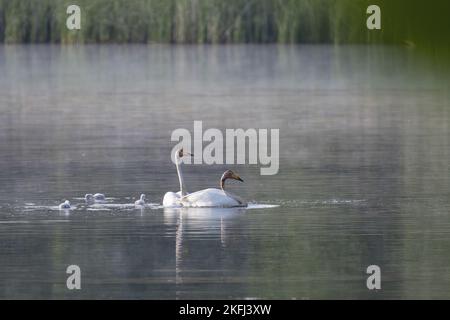 Singschwäne Stockfoto