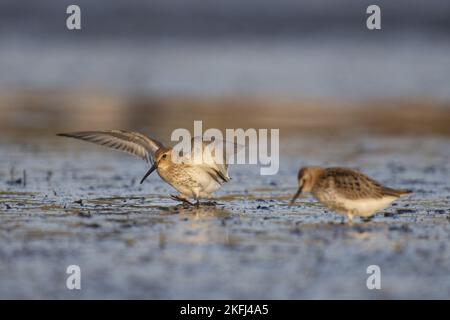 Dunlin auf dem Watt Stockfoto