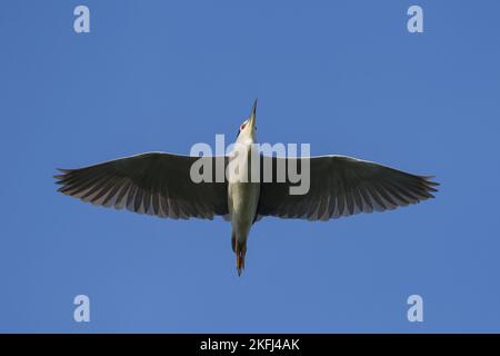 hoodiecrow Stockfoto