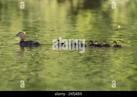 Eurasische Tafelenten Stockfoto