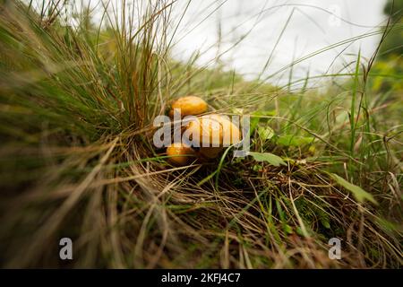 Buttercup-Pilze (lateinisch Suillus luteus) ist ein gelber Pilz, der im Herbst im Wald wächst. Stockfoto