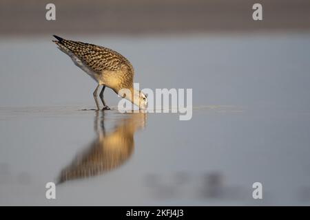 Bar-tailed Uferschnepfe Stockfoto