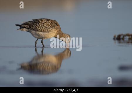 Bar-tailed Uferschnepfe Stockfoto