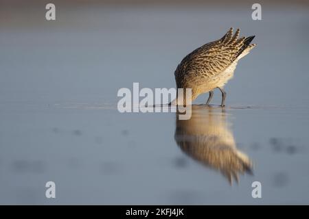 Bar-tailed Uferschnepfe Stockfoto