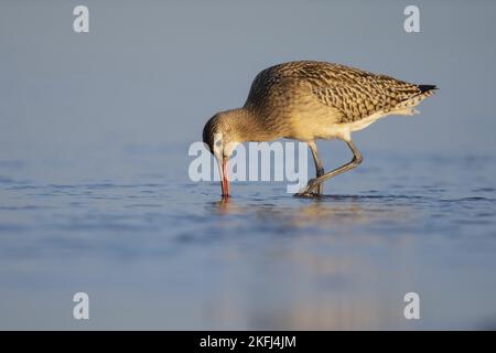 Bar-tailed Uferschnepfe Stockfoto