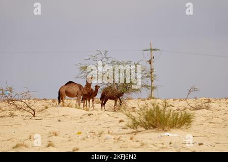 Kamele in der Wüste fressen Blätter vom Baum. Wilde Tiere in ihrem natürlichen Lebensraum. Wildnis und Dürre Landschaften. Reisen und Tourismus Stockfoto