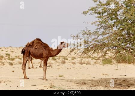 Kamel in der Wüste essen Blätter vom Baum. Wilde Tiere in ihrem natürlichen Lebensraum. Wildnis und Dürre Landschaften. Reisen und Tourismus. Stockfoto