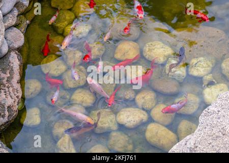 Bunte dekorative Fische schwimmen in einem künstlichen Teich, Ansicht von oben Stockfoto