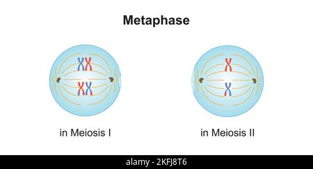 Wissenschaftliche Entwicklung von Unterschieden zwischen Metaphase bei Meiose und Mitose. Bunte Symbole. Vektorgrafik. Stock Vektor