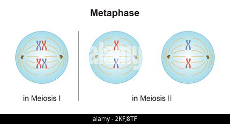 Wissenschaftliche Entwicklung von Unterschieden zwischen Metaphase bei Meiose und Mitose. Bunte Symbole. Vektorgrafik. Stock Vektor