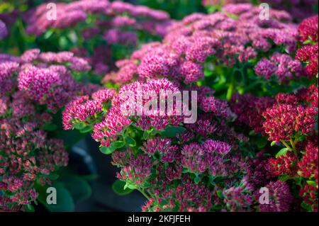 Winterblühende Gartenpflanze, rosa Blüten der Sedum-Zierpflanze, aus nächster Nähe Stockfoto