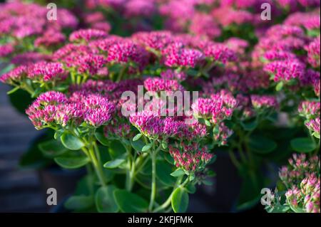 Winterblühende Gartenpflanze, rosa Blüten der Sedum-Zierpflanze, aus nächster Nähe Stockfoto