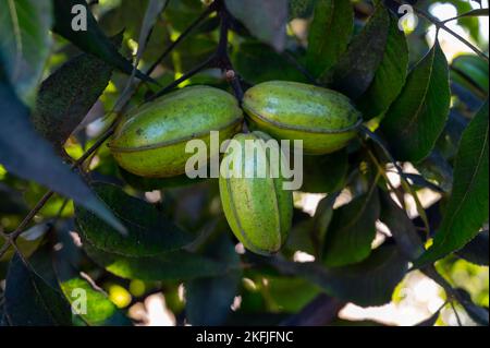 Plantage von Pekannussbäumen in der Nähe von Paphos mit grünen unreifen Nüssen, Zypern Stockfoto