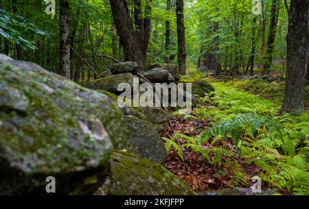 NEUE WELTRAUMSTATION BOSTON, N.H. – Abgebildet sind Reste der Steinmauern der frühen europäischen Siedler in Neuengland, die zur Darstellung von Grundstückslinien und zur Entfernung von Steinen von Feldern und Weiden in der New Boston Space Force Station, 19. September 2022, verwendet wurden. Die aufwändigeren Wände platzierten Felsen übereinander, so dass sie mehrere Schichten tragen konnten und die Wände bis heute auf der Installation stehen bleiben. Stockfoto