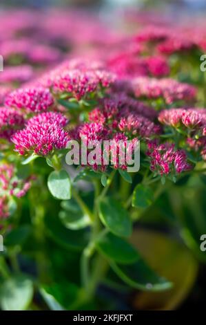 Winterblühende Gartenpflanze, rosa Blüten der Sedum-Zierpflanze, aus nächster Nähe Stockfoto