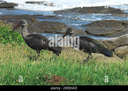 Nahaufnahme von zwei bunten Hadeda-Ibsen, die sich im Gras entlang der Küste in der Nähe von Port Shepstone, Südafrika, ernähren. Stockfoto