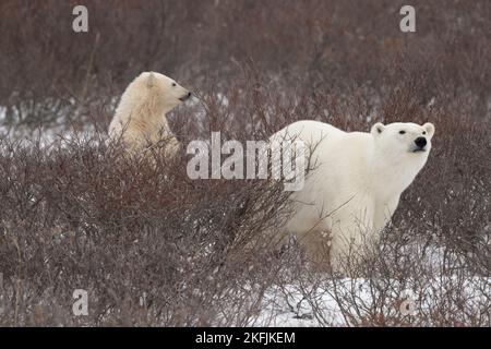 Eisbärmutter und Junges in Churchill, MB Stockfoto