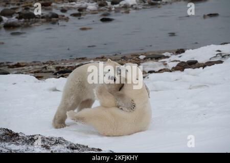 Eisbär in Churchill, MB Stockfoto
