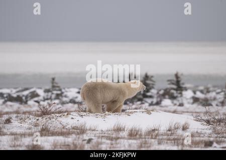 Eisbär in Churchill, MB Stockfoto