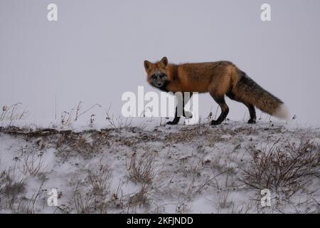 Kreuzen Sie Fuchs im Schnee Stockfoto