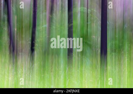 ICM absichtliche Kamerabewegung Unschärfe von schwarzen Stämmen und grünem Gras und Wald in der Carnarvon Gorge, Queensland, Australien Stockfoto