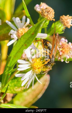 Papierwespe und kleine weiße Wildblumen Stockfoto